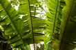 suriname jungle in amazon rainforest in south america