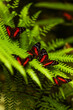 butterflies in the south america amazon rainforest in suriname