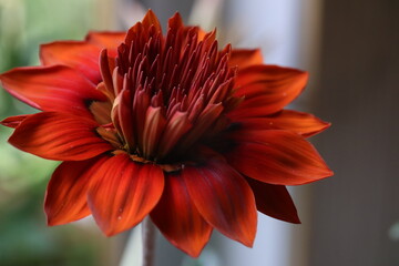 Wall Mural - red dahlia flower, beautiful bright red flower macro