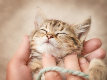 Sleeping Tabby Kitten In Hands Close Up