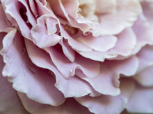 Close-up Delicate Rose Petals As Pink Color Nature Background