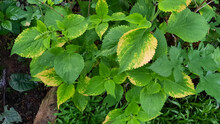 Miana Plant With Yellow Green Color