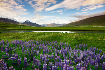 Picturesque landscape with green nature in Iceland during summer. Image with a very quiet and innocent nature.
