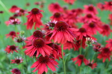 Echinacea Purpurea. Flower Plant Commonly Known As Coneflower.