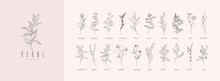 Vector Hand Drawn Herbs And Spices Set. Vintage Trendy Botanical Elements. Hand Drawn Line Leaves Branches And Blooming. . Vector Trendy