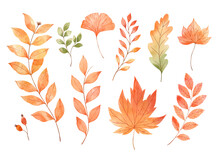 Vector Watercolor Set Of Fall Leaves, Maple Leaf, Acorns, Berries, Spruce Branch. Forest Design Elements. Hello Autumn Illustrations. Perfect For Seasonal Advertisement, Invitations, Cards