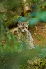 Wall Mural - Europäische Wildkatze oder Waldkatze (Felis silvestris)