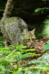 Wall Mural - Europäische Wildkatze oder Waldkatze (Felis silvestris)