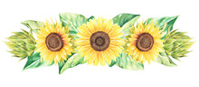 Sunflowers Border .Watercolor Illustration.Isolated On A White Background.