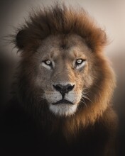 Portrait Of African Male Lion