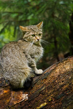 Europäische Wildkatze Oder Waldkatze (Felis Silvestris)