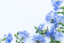 Beautiful Blue Flowers Cape Leadwort, Plumbago Auriculata