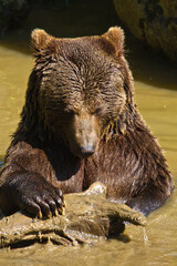 Wall Mural - Badender Braunbär (Ursus arctos)