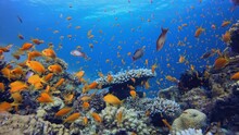 Tropical Fish Reef. Tropical Underwater Seascape. Blue Turquoise Sea Water Waves. Underwater Fish Reef Marine. Vibrant Coral Garden.
