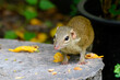 Indochinese ground squirrel 