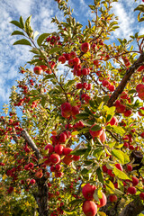 A fruits cluster of 