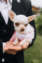 A Beautiful White Purebred Chihuahua Dog Sits On The Groom's Hand With Green Rings. Wedding Photography.