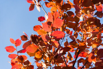 Poster - Autumn leaves on the tree. Season of colorful foliage.	