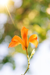 Sticker - Beautiful lily flower on a background of green leaves. Lily flowers in the garden. Spring floral background.	
