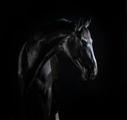 Gorgeous fine art photos of black beautiful horse on black background.