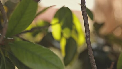 Wall Mural - Abstract foliage shot