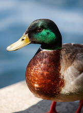 Close Up Of A Male Mallard Duck 3