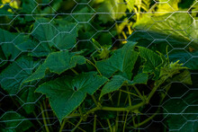 Large Cucumber Leaves Growing Through Wire Fence.
