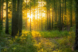 Fototapeta Las - Magical sunset in the forest.