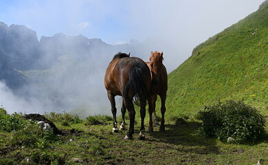 Wall Mural - chevaux...la haut sur l'alpage