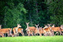 Red Deer Group In Summer. Summer Landscape With Herd Of Deer. Cervus Elaphus. Natural Habitat.