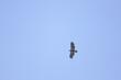view from below of juvenile bald eagle soaring across the sky