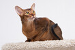 Abyssinian kitten, white wall background. Young beautiful purebred red short haired kitty. Small cute pets at cozy home. Top view banner. Funny adorable cats. Postcard concept. Close up, copy space.