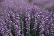 Lavender Bushes Closeup On Evening Light. Purple Flowers Of Lavender. Provence Region Of France.