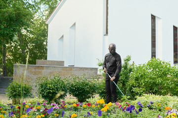 Young bald black man in trousers and shirt with clerical collar using rake while taking care of flowers and other plants in church garden