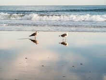 Two Seagulls Walking On The Beach With The Waves Arriving 