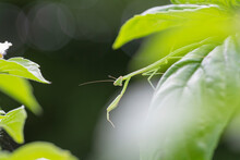 Baby Praying Mantis Peeks Out From Under A Basil Leaf