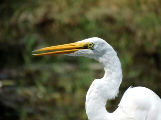 great white egret bird head closeup in the wild