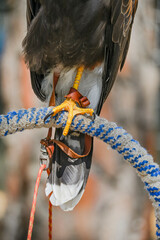 Sticker - Parabuteo unicinctus or Harris's eagle, is a species of accipitriforme bird in the Accipitridae family