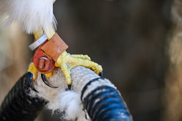 Canvas Print - Parabuteo unicinctus or Harris's eagle, is a species of accipitriforme bird in the Accipitridae family