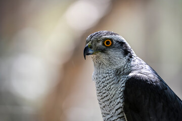 Poster - Accipiter gentilis - Iberian Goshawk, is a species of accipitriforme bird in the Accipitridae family