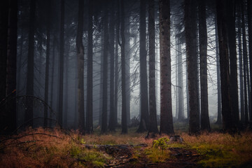  A moody, misty forest. Foggy forest with colorful grass in the Czech Republic. 