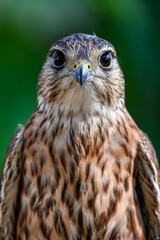 Canvas Print - Falco columbarius or merlin is a species of falconiform bird in the Falconidae family