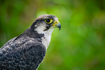 Wall Mural - Falco peregrinus female or peregrine falcon, is a species of falconiform bird in the Falconidae family.