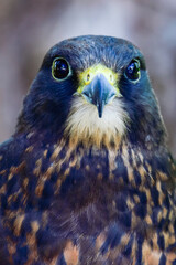 Canvas Print - plumbed hybrid X black gyrfalcon