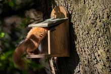 Red Squirrel, Sciurus Vulgaris, Shanklin, Isle Of Wight, Hampshire