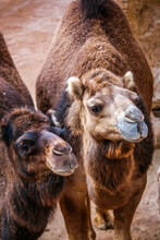 Close-up Of A Pair Of Camels, With Brown Fur.