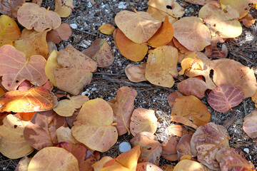 Wall Mural - colorful dry fallen leaves on forest floor or park ground
