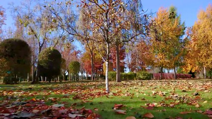 Canvas Print - Autumn park with yellow foliage low angle view