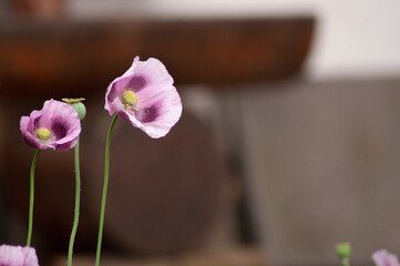 Wall Mural - amazing purple poppies summer buds of summer flowers close up, floral background