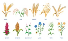 Set Of Different Cereal Plants. Realistic Spikelets Of Wheat, Rice, Oats, Corn, Linum, Quinoa And Rye. Design Elements With Organic Crops. Cartoon Flat Vector Collection Isolated On White Background